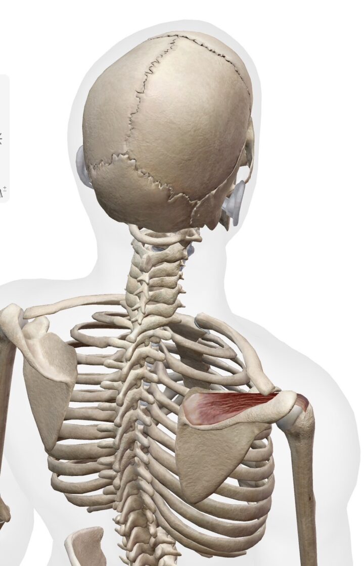 肩のインピンジメント症候群とローテーターカフの画像